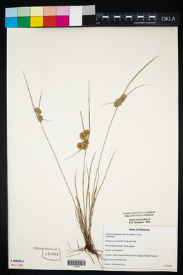 Cyperus acuminatus image