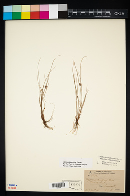 Cyperus bipartitus image