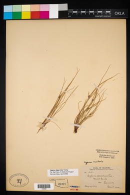 Cyperus bipartitus image