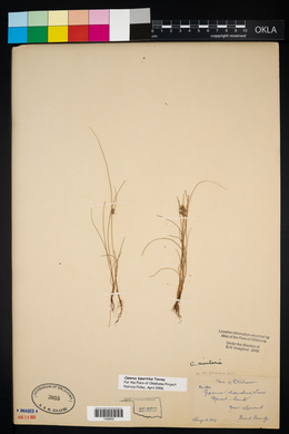 Cyperus bipartitus image