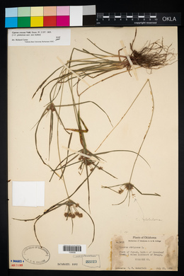 Cyperus croceus image