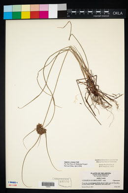 Cyperus croceus image