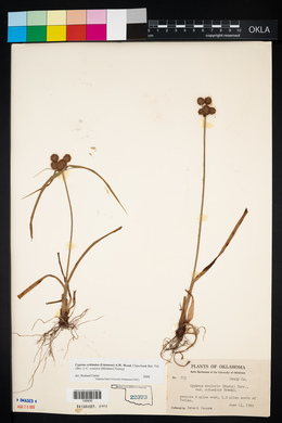 Cyperus echinatus image