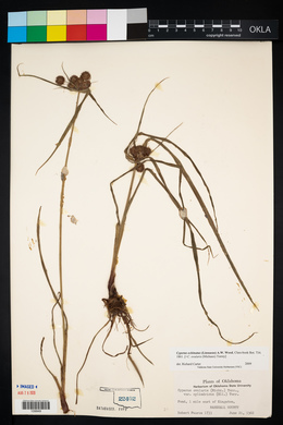 Cyperus echinatus image