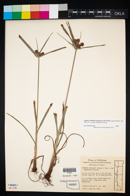 Cyperus echinatus image