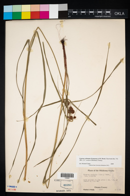 Cyperus echinatus image