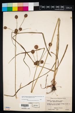 Cyperus echinatus image