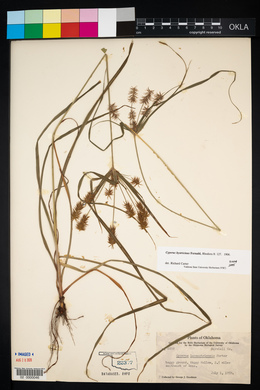 Cyperus hystricinus image