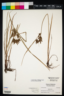 Cyperus iria image