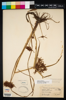 Cyperus ferax image