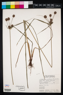 Cyperus echinatus image