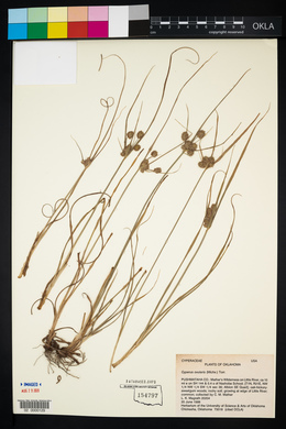 Cyperus echinatus image