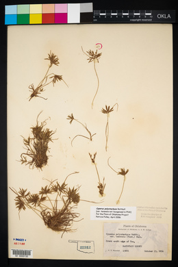 Cyperus polystachyos image