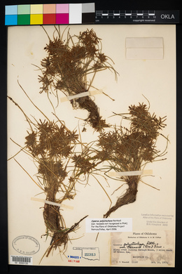 Cyperus polystachyos image