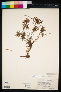 Cyperus polystachyos image