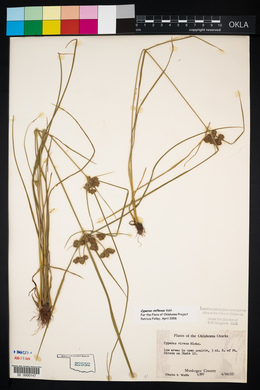 Cyperus reflexus image