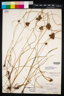 Cyperus reflexus image