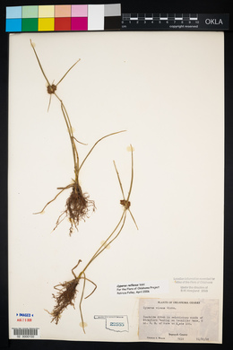 Cyperus reflexus image