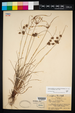 Cyperus retroflexus image