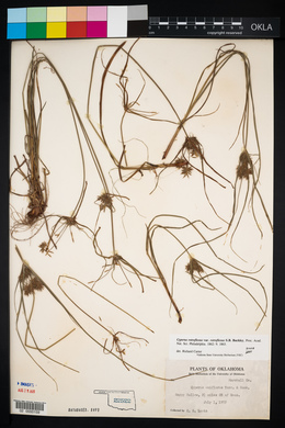 Cyperus retroflexus image