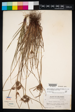 Cyperus retroflexus image