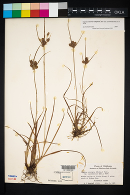 Cyperus retrorsus image