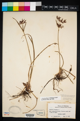 Cyperus rotundus image