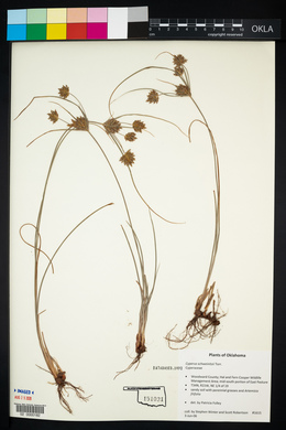 Cyperus schweinitzii image