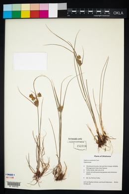 Cyperus schweinitzii image