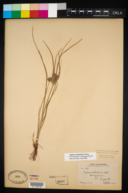 Cyperus filiculmis image