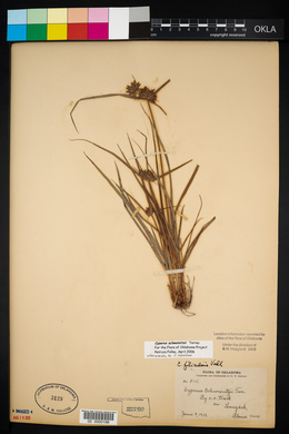 Cyperus schweinitzii image