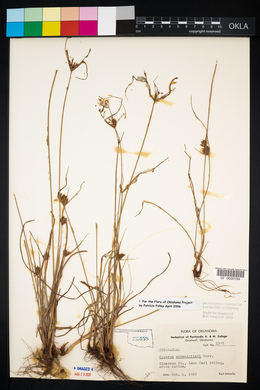 Cyperus schweinitzii image