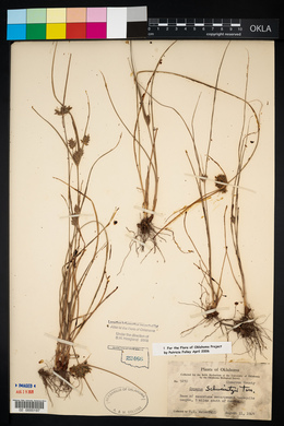 Cyperus schweinitzii image