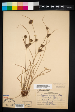 Cyperus filiculmis image