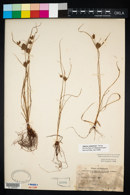 Cyperus schweinitzii image