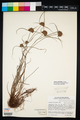 Cyperus schweinitzii image