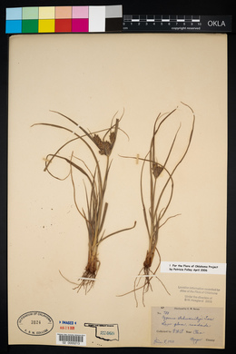 Cyperus schweinitzii image