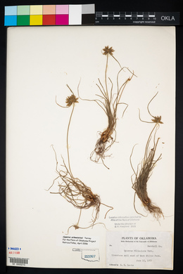 Cyperus schweinitzii image