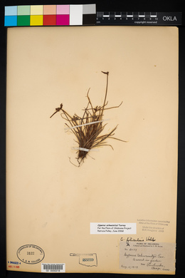 Cyperus filiculmis image