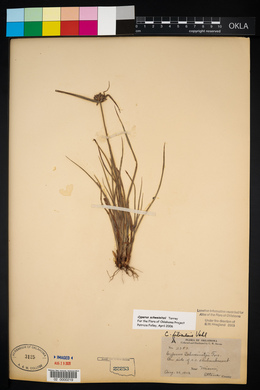 Cyperus schweinitzii image