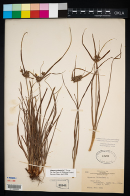 Cyperus schweinitzii image