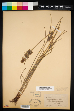 Cyperus filiculmis image