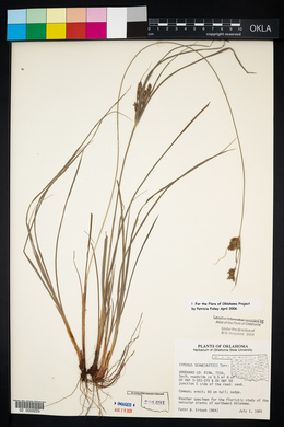 Cyperus schweinitzii image