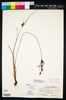 Cyperus schweinitzii image