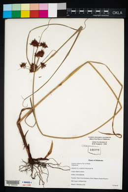 Cyperus setigerus image