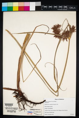 Cyperus setigerus image