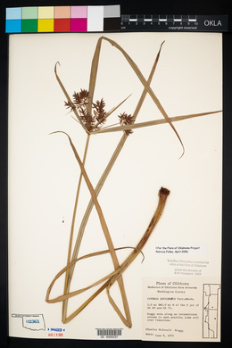 Cyperus setigerus image