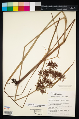 Cyperus setigerus image