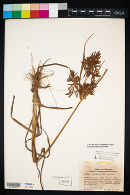 Cyperus setigerus image