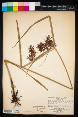 Cyperus setigerus image